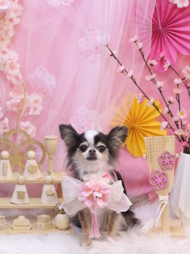 20250321ひめちゃん